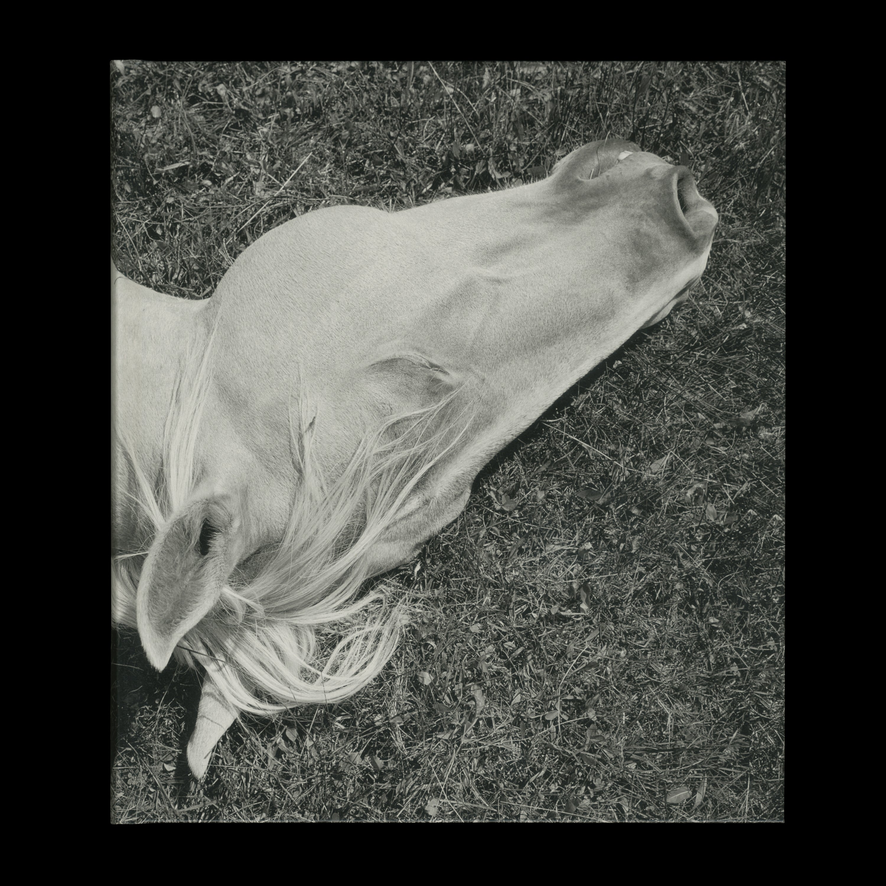 MEGALITH-STILL by Mimi Plumb, STANLEY/BARKER