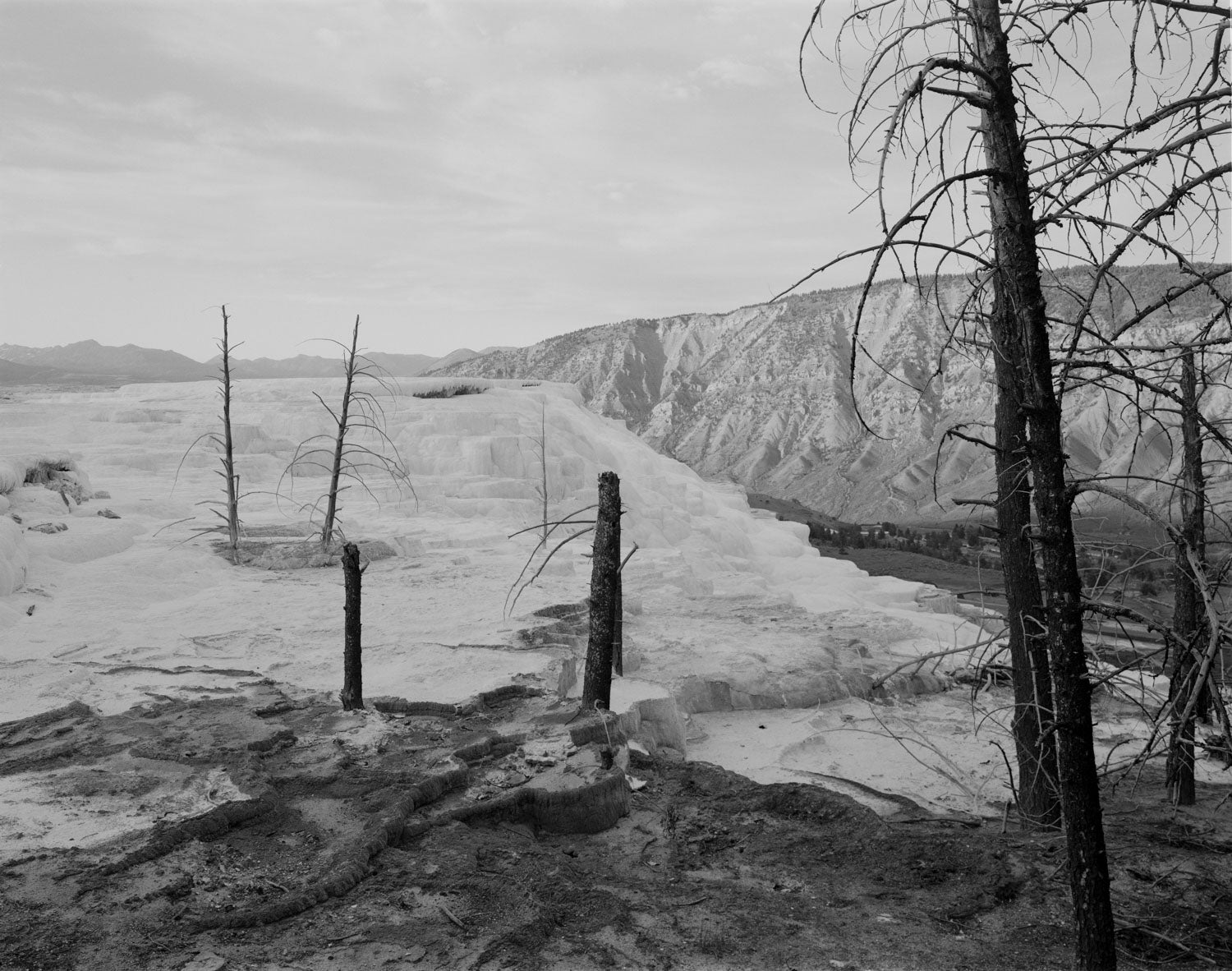 UNTITLED, (CANARY SPRING) by Christopher Campbell