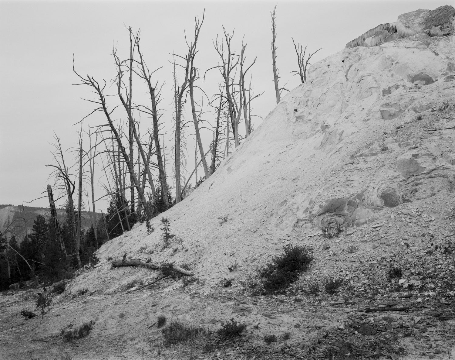 UNTITLED, (dead juniper of the rocks and travertine) by Christopher Campbell