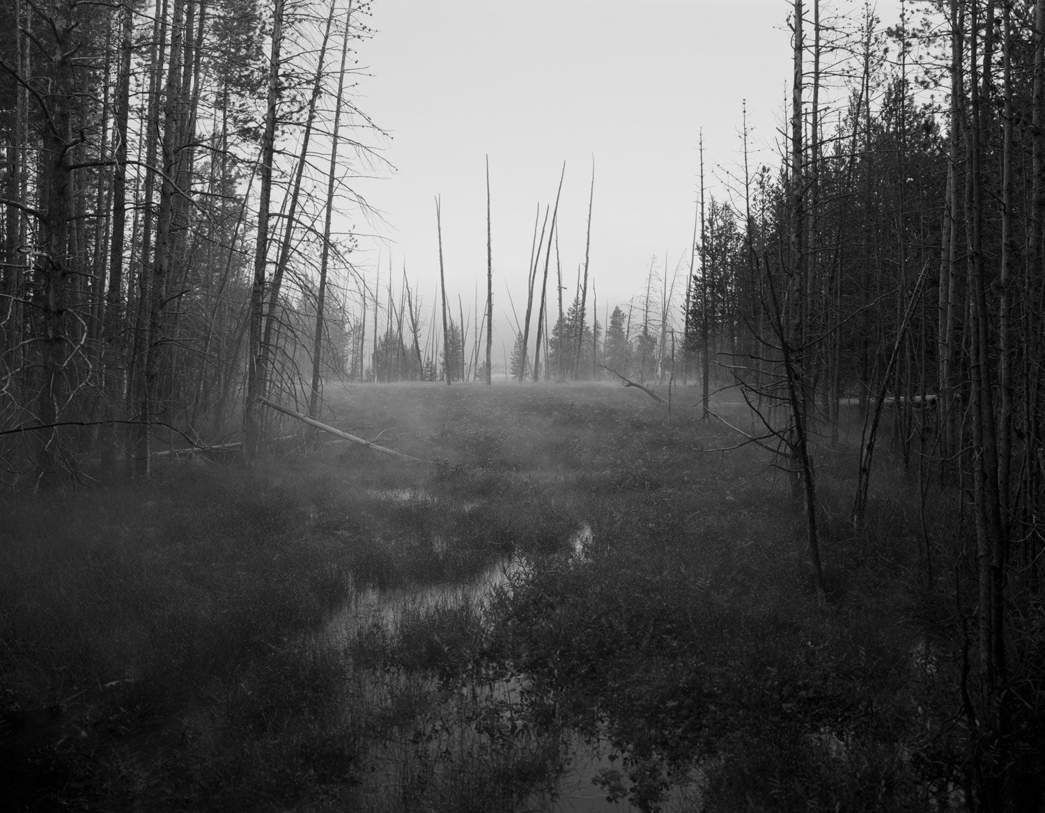 UNTITLED, (ELK PARK) by Christopher Campbell