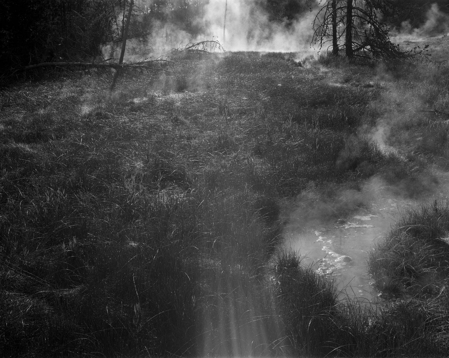 UNTITLED, (morning dew) by Christopher Campbell