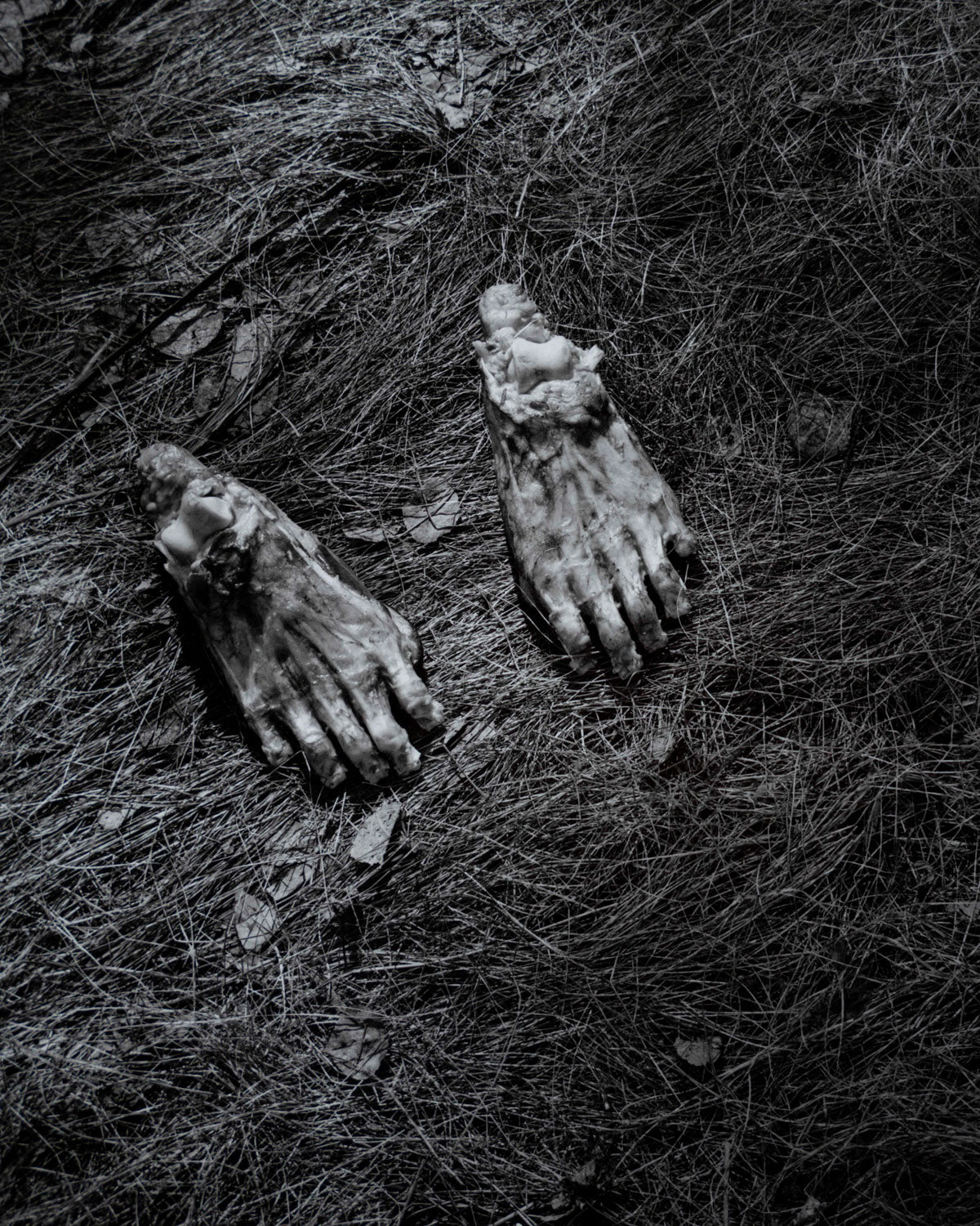 BEAR PAWS by Barbara Bosworth