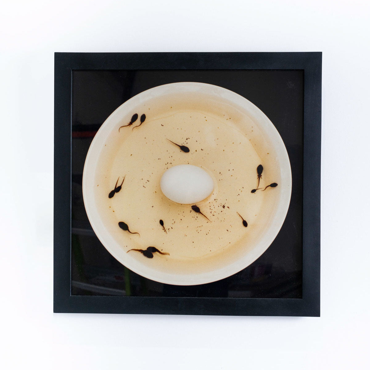 ARTIFICIAL INSEMINATION II by Nina Katchadourian